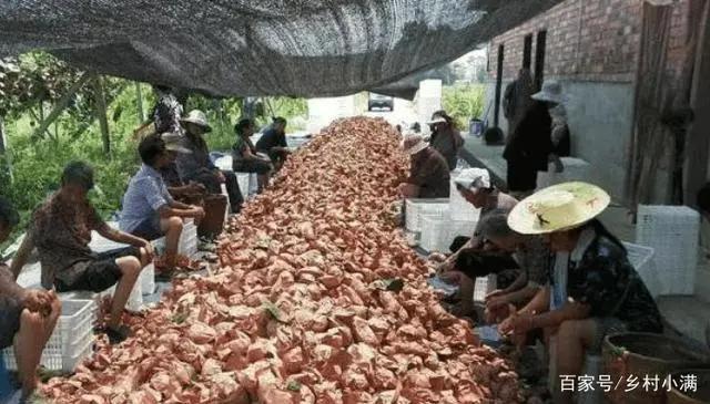 kaiyun网站8月底才成熟7月就开始上市果农：别人都早摘自己能咋办？(图4)