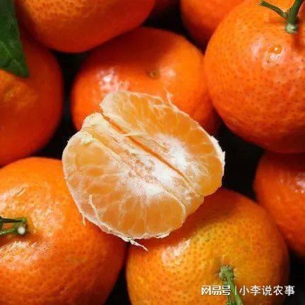 kaiyun开云网站 Kaiyun开云砂糖桔为什么又叫作“杀人桔”看完全都明白了(图3)