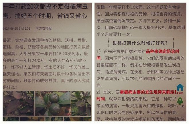 kaiyun网站沙糖桔为什么有人会叫它们为“杀人桔”呢？(图6)